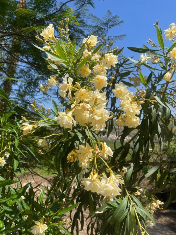شقة ألورا  في Finca Limoneros المظهر الخارجي الصورة