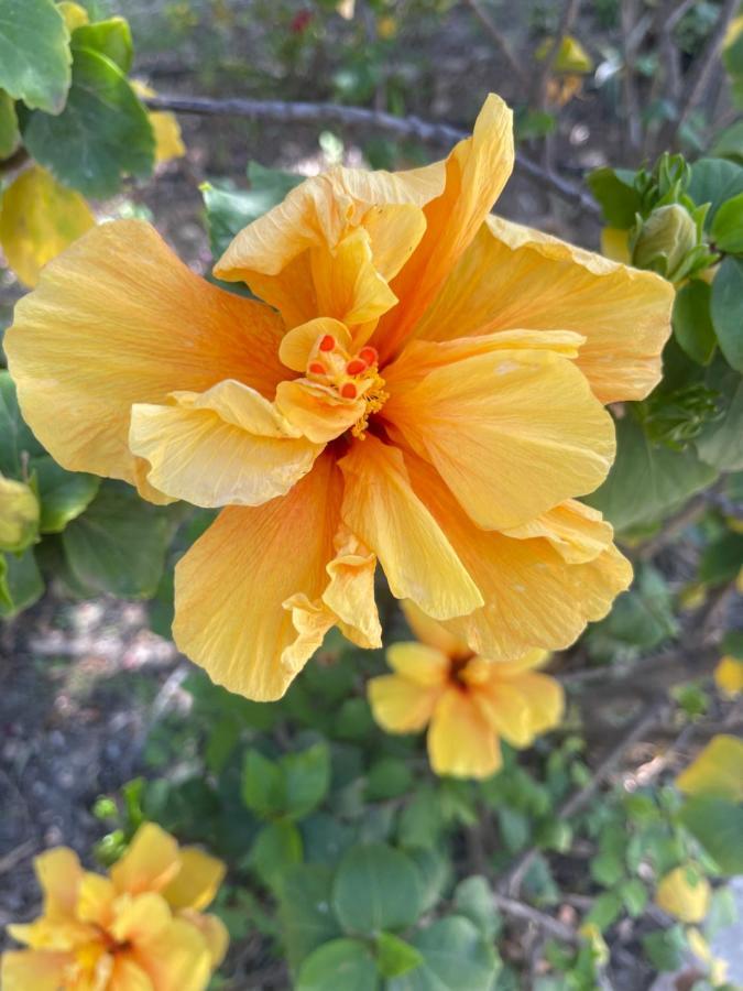 شقة ألورا  في Finca Limoneros المظهر الخارجي الصورة